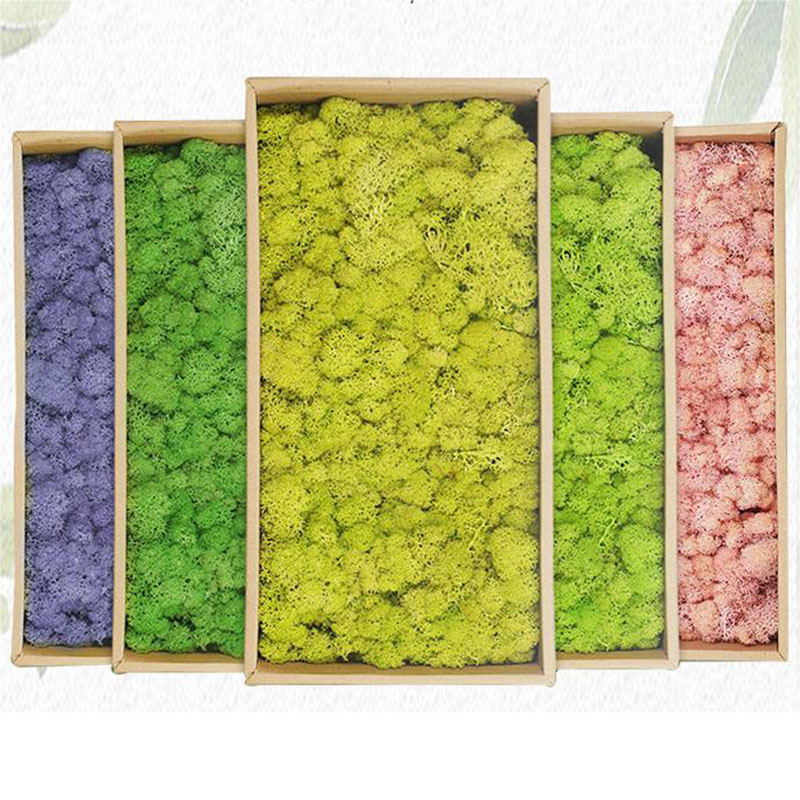 20G Kunstmatige Groene Mosplan - Terrarium Moss Art recensie en prijs