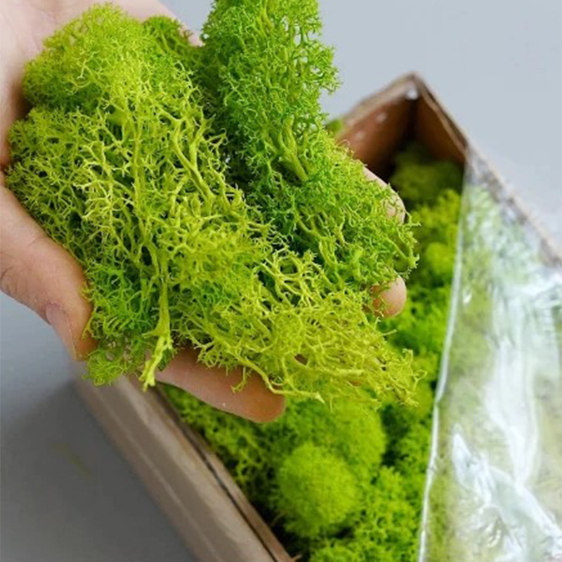 20G Kunstmatige Groene Mosplan - Terrarium Moss Art recensie en prijs